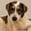 Handicap- Pufi sucht sein Zuhause