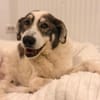 Handicap- Pufi sucht sein Zuhause