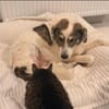 Handicap- Pufi sucht sein Zuhause