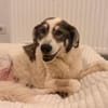 Handicap- Pufi sucht sein Zuhause