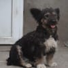 Rose - sucht ihre Familie