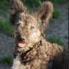 Rose - sucht ihre Familie