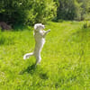 Fritzi sucht ein Für immer Zuhause