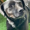 Süße LIZZY sucht Dringend!