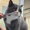Stevie  Teddybär sucht seine  Familie