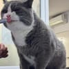 Stevie  Teddybär sucht seine  Familie