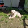 Liza, zarte Pudelhündin, ca. 2 Jahre