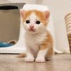Biscoff