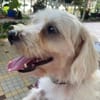 ✨️ MARSA ✨️ 🐶