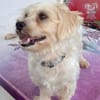 ✨️ MARSA ✨️ 🐶
