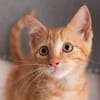 ✨️ NIRO ✨️ 🐱