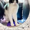Hübsche, etwas ängstliche Katze Whitey