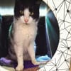 Hübsche, etwas ängstliche Katze Whitey