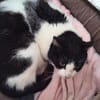 Hübsche, etwas ängstliche Katze Whitey