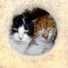 Hübsche, etwas ängstliche Katze Whitey