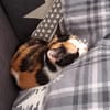 Liebe Katze Tanya