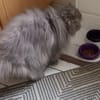 Notfall Josie, Besitzer schwer erkrankt