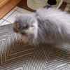 Notfall Josie, Besitzer schwer erkrankt