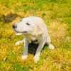 Josi ein Labrador Mix Mädchen