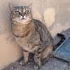 Liebe, zutrauliche Katze Micaela