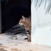 Liebevoller Kater Cádiz