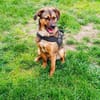 Buck ein toller Familienhund