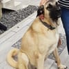 Karol, menschenbezogen und wachsam