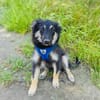 Ava ein Australien Shepherd Mix Mädchen