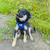 Ava ein Australien Shepherd Mix Mädchen