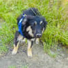 Ava ein Australien Shepherd Mix Mädchen