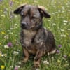 Molly- möchte bei dir ankommen