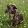 Molly- möchte bei dir ankommen
