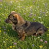 Molly- möchte bei dir ankommen