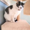 Süße etwas nervöse Katze Jazz