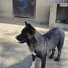 American Akita Wednesday