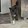 American Akita Wednesday