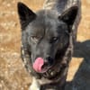 American Akita Wednesday