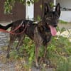 PEKSI sucht dringend Pflege- / Endplatz