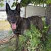 PEKSI sucht dringend Pflege- / Endplatz