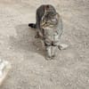 Sanfte, junge Katze Jasmine