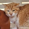 Etwas scheuer Kater George
