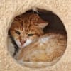 Etwas scheuer Kater George