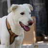 Pepper aus 38170 Uehrde