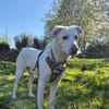 Pepper aus 38170 Uehrde