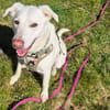 Pepper aus 38170 Uehrde