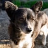 Marry - dein Seelenhund