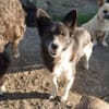 Marry - dein Seelenhund