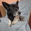 Marry - dein Seelenhund