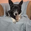 Marry - dein Seelenhund