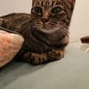 süße Gwendola in Mannheim (ALM)